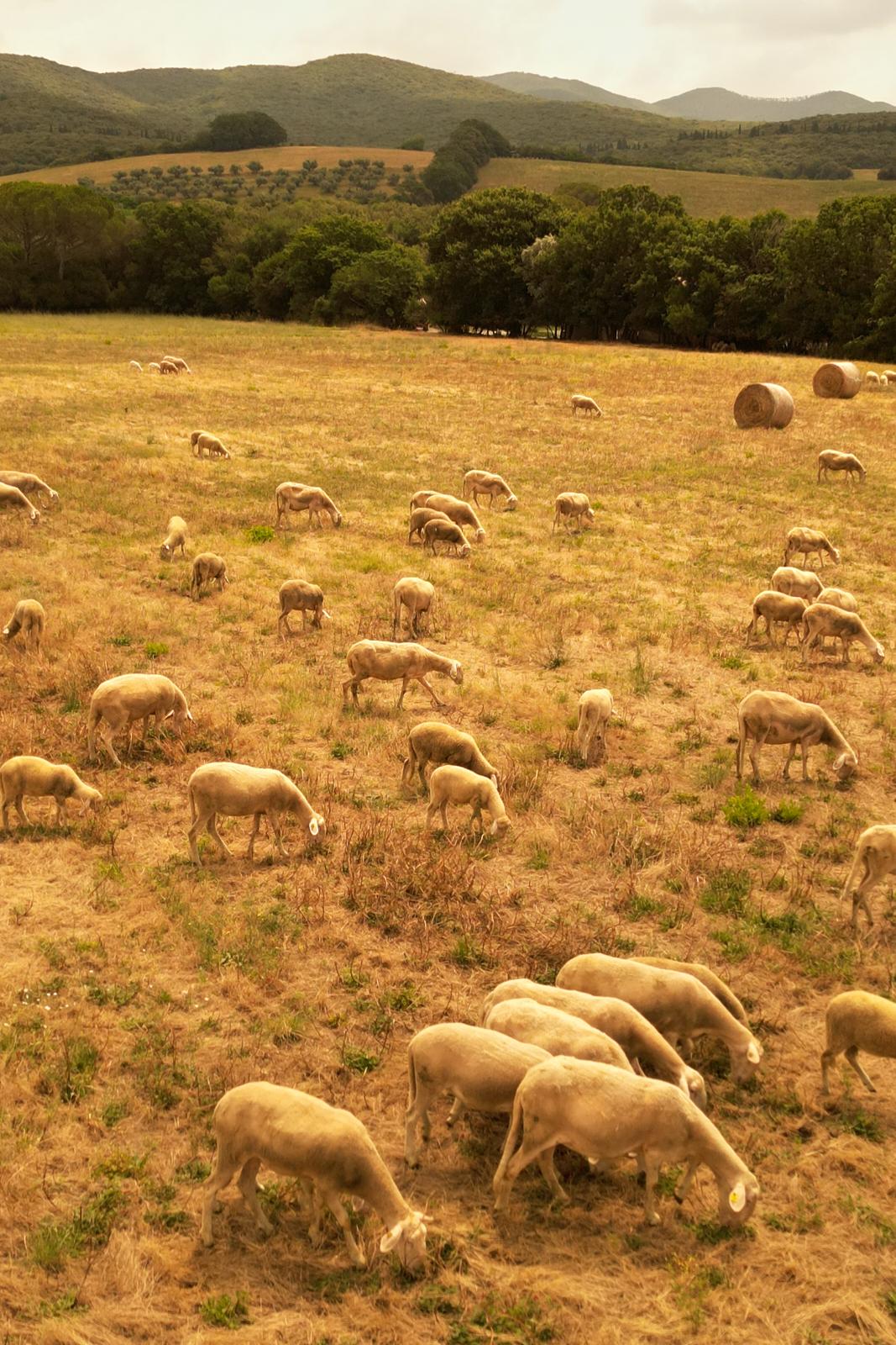 Sheep grazing across the estate's fields, hills in the distance