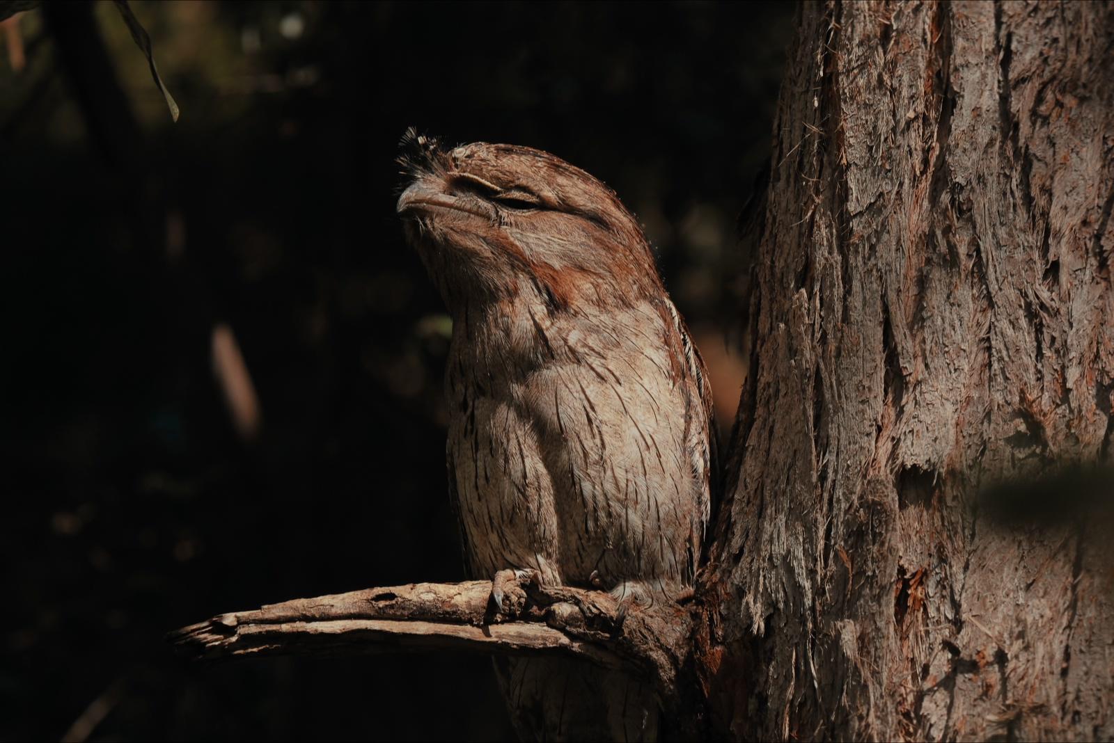The frogmouth with its eyes almost closed, settled against the trunk