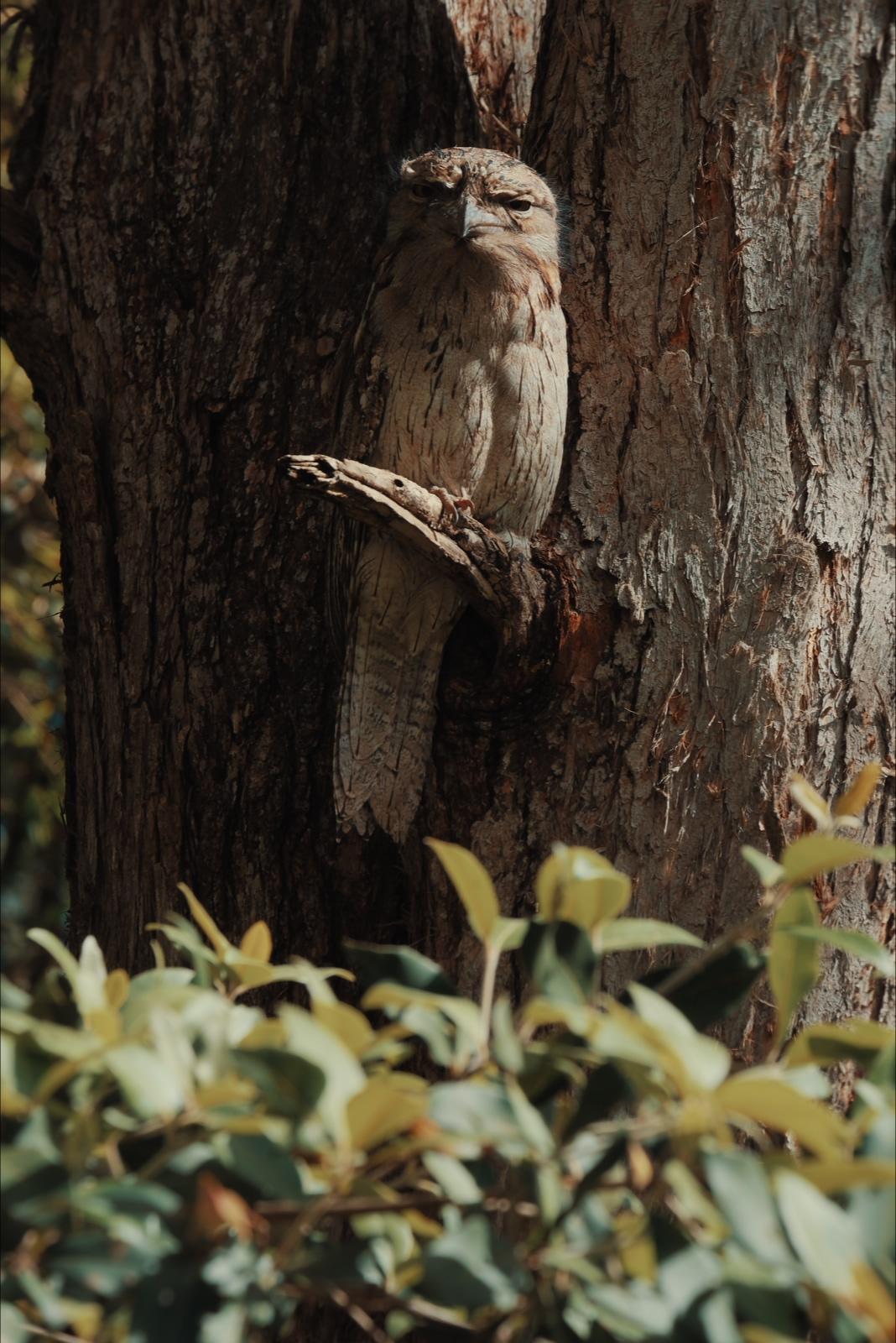 A tawny frogmouth looking straight at the camera from a gum tree, foliage in the foreground