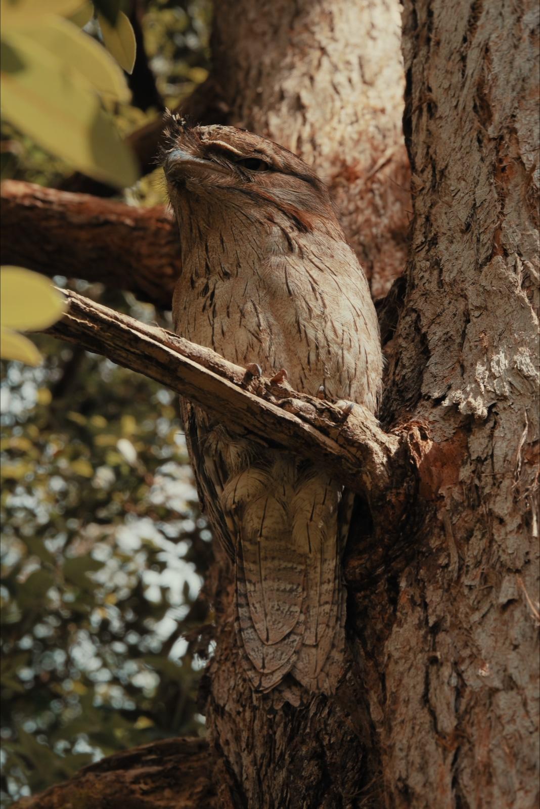 The frogmouth in profile, wedged into the fork of the trunk, one eye open