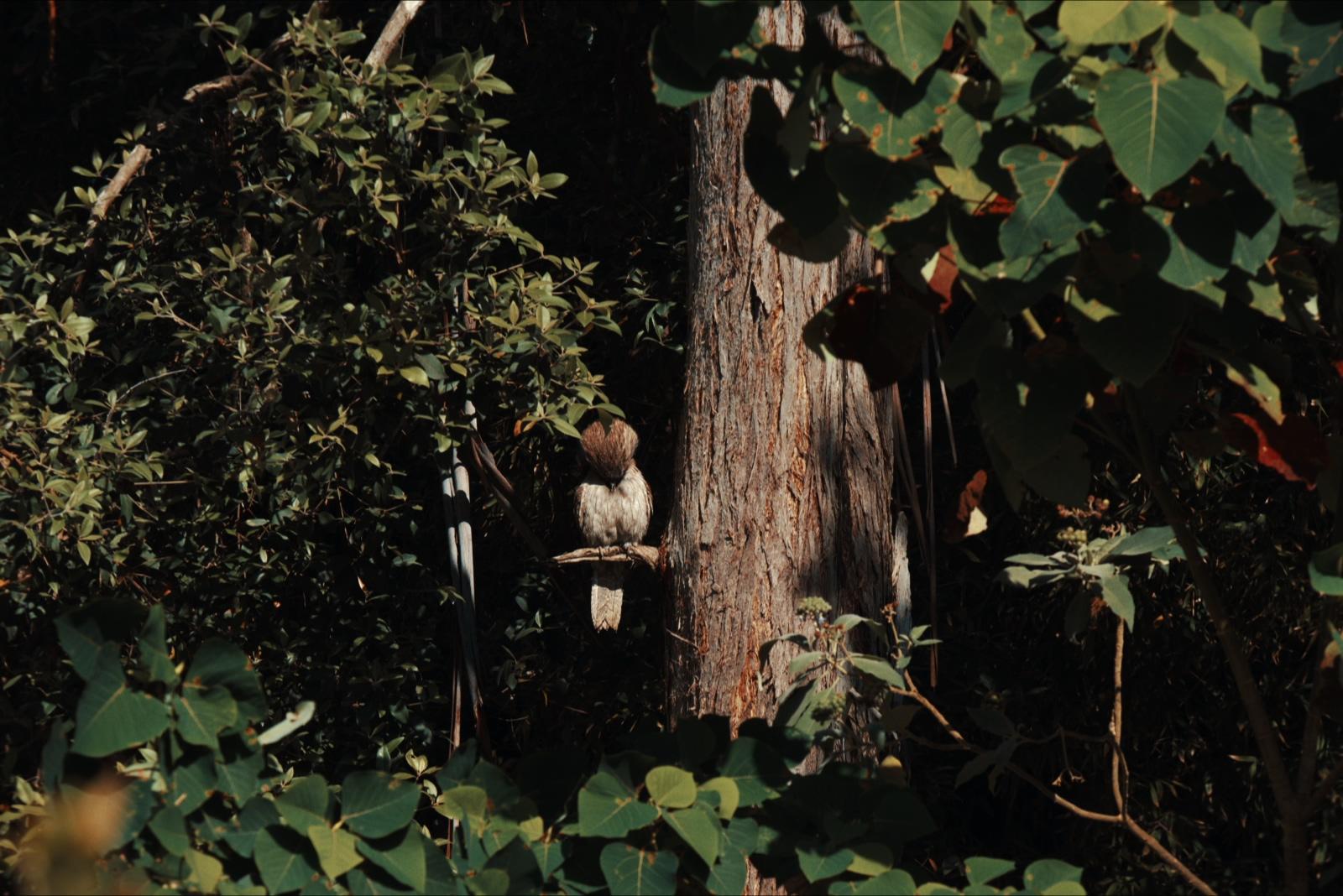 The frogmouth seen from further back, almost lost in the surrounding foliage against the trunk