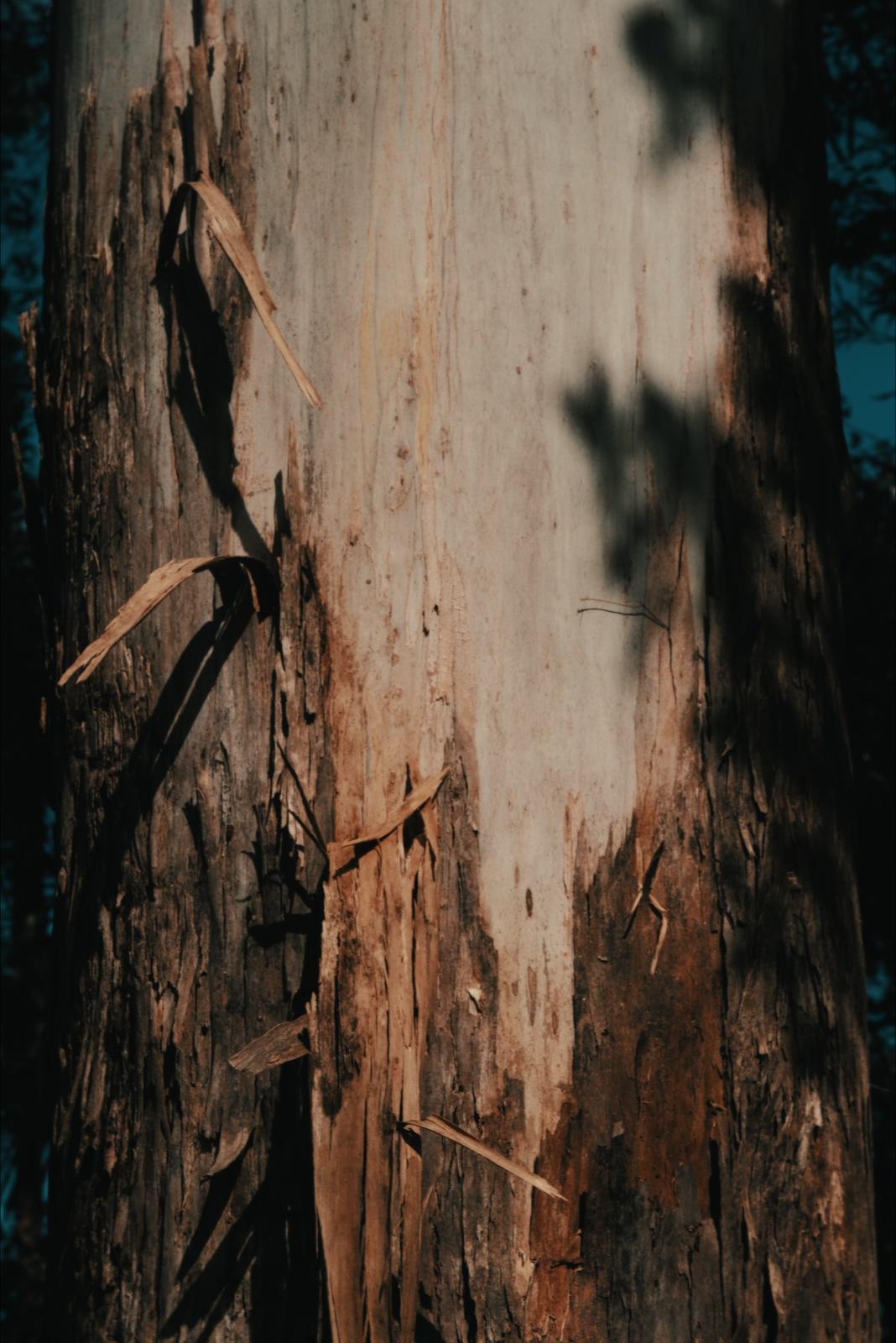 Close detail of the gum tree's bark, peeling back in strips