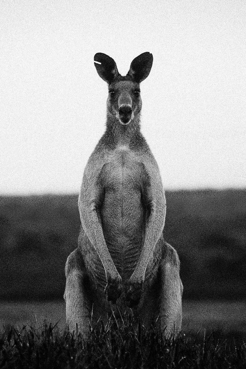 A wild kangaroo standing upright, front-on, at dusk