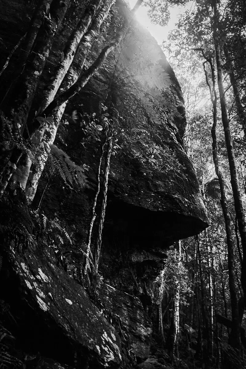 Sunlight breaking through the canopy over a large moss-covered boulder in the rainforest