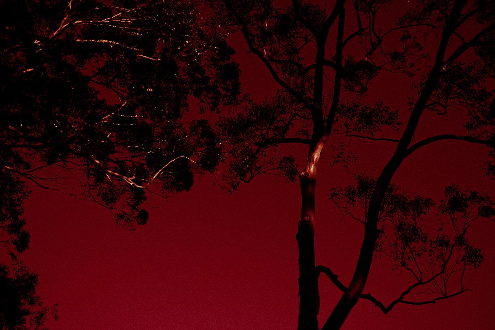 Bare tree branches silhouetted against a deep red sky
