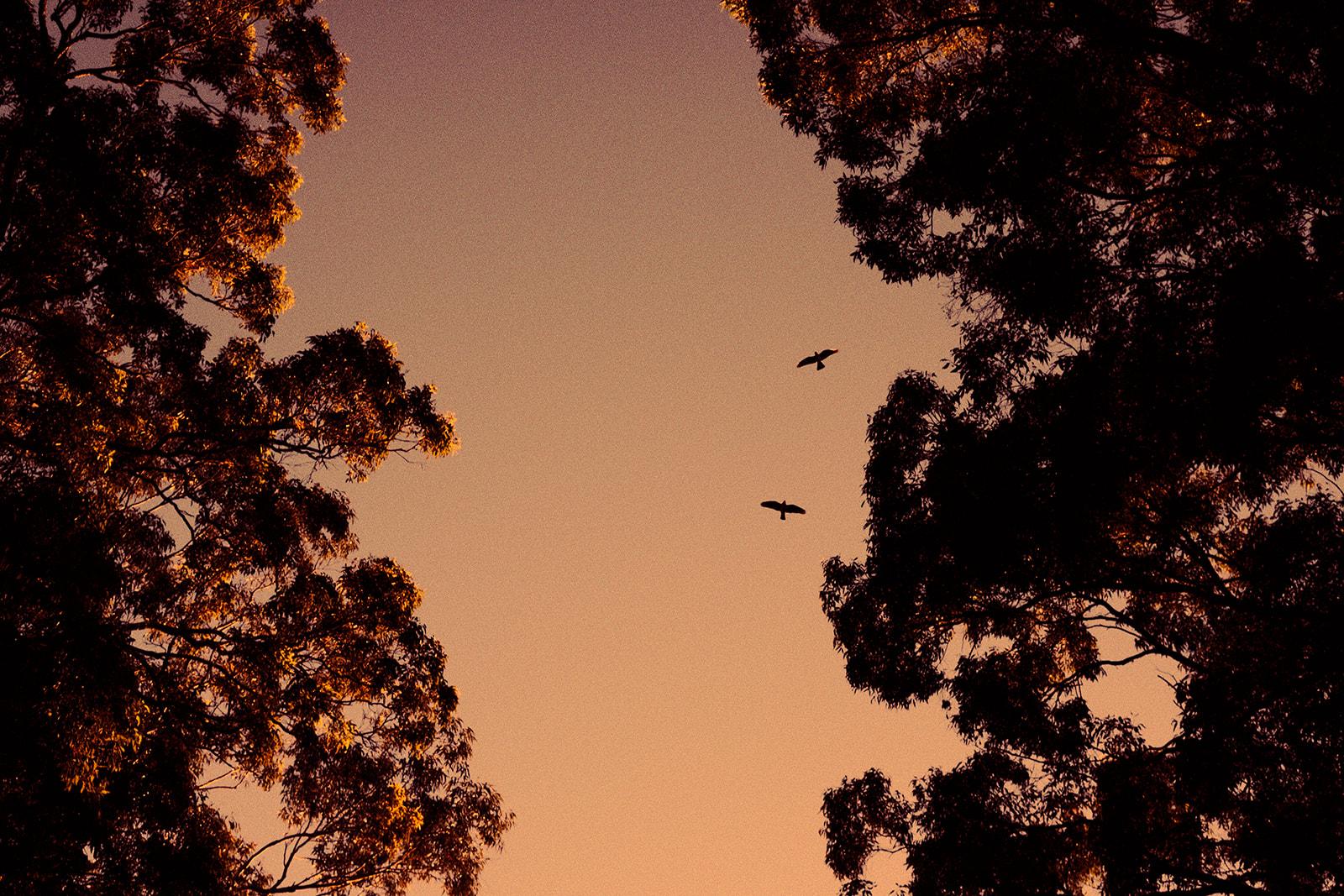 Two birds crossing a gap in the tree canopy at sunset