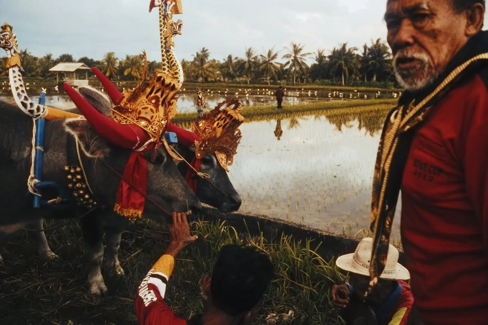 Ceremonially decorated bulls at a traditional Balinese bull race, rice paddies behind