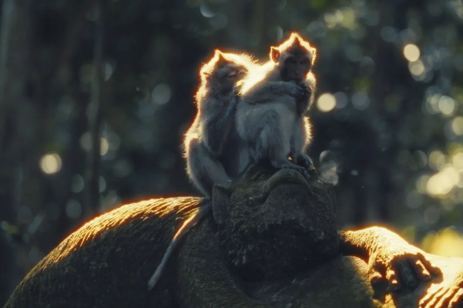 Two long-tailed macaques backlit on top of a moss-covered stone statue