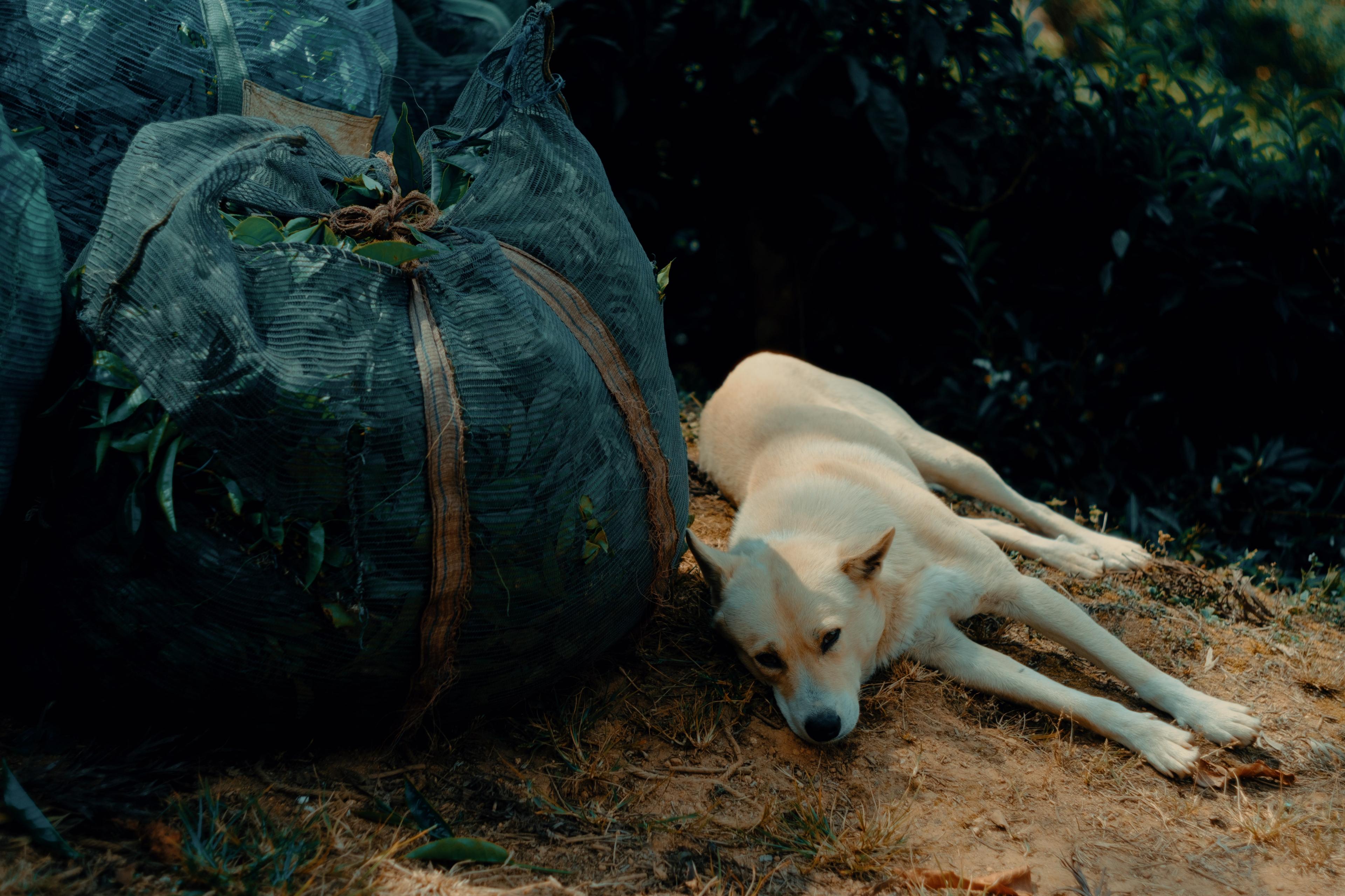 A plantation dog resting on the ground beside a full sack of tea