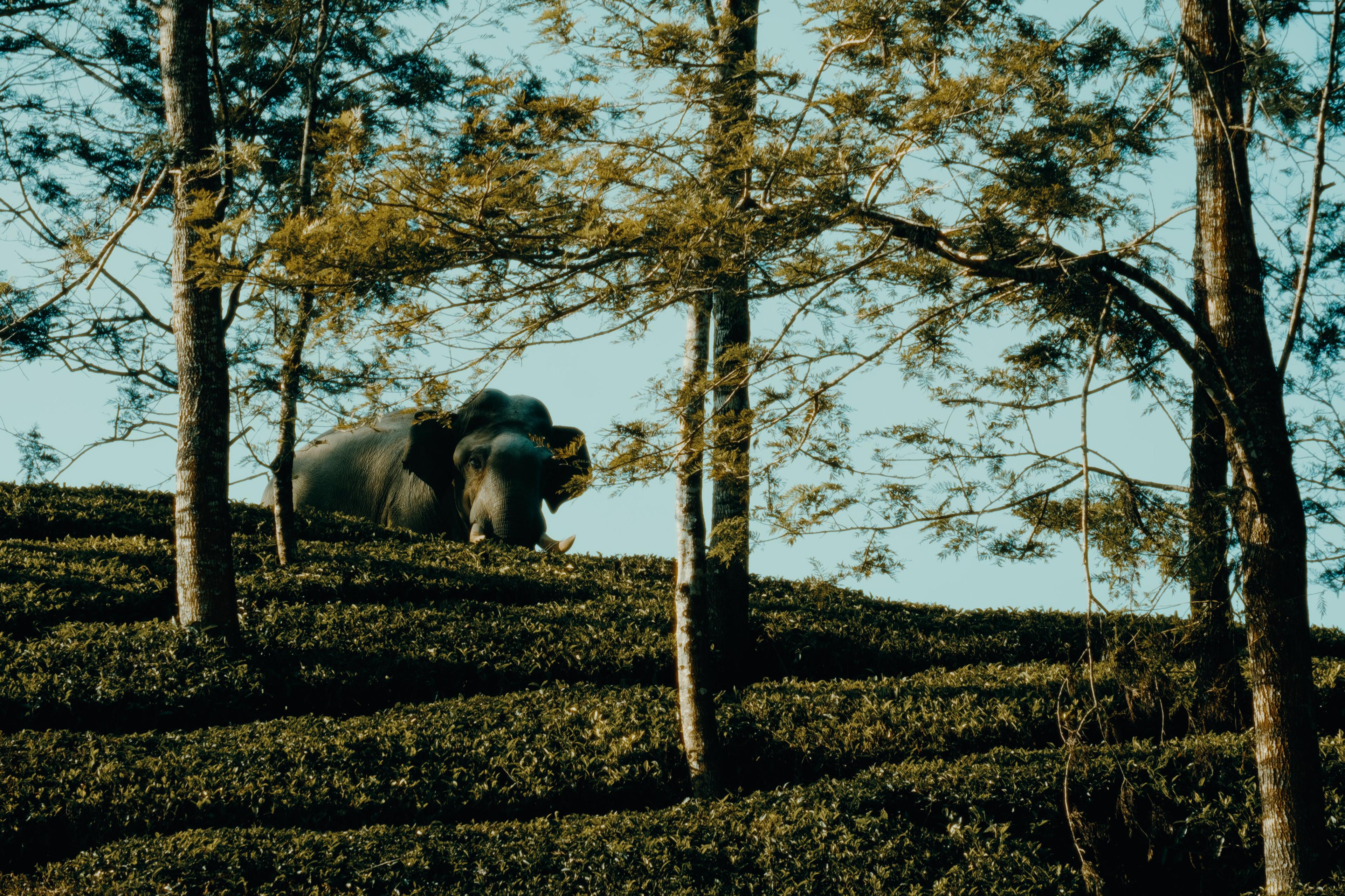 A wild elephant pausing behind a stand of trees on the plantation slope, looking toward the camera