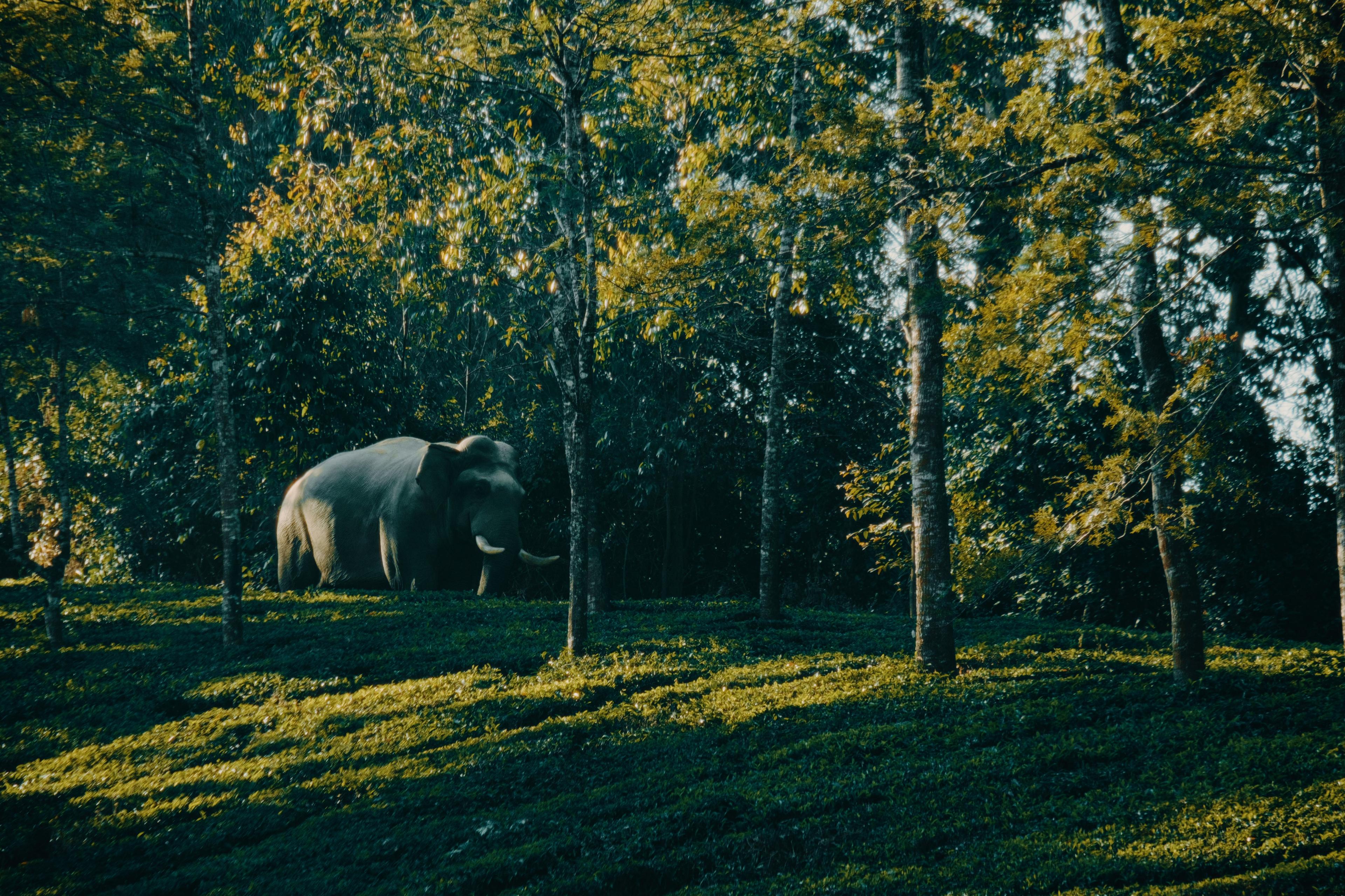 A wild elephant grazing among trees at the edge of the tea rows