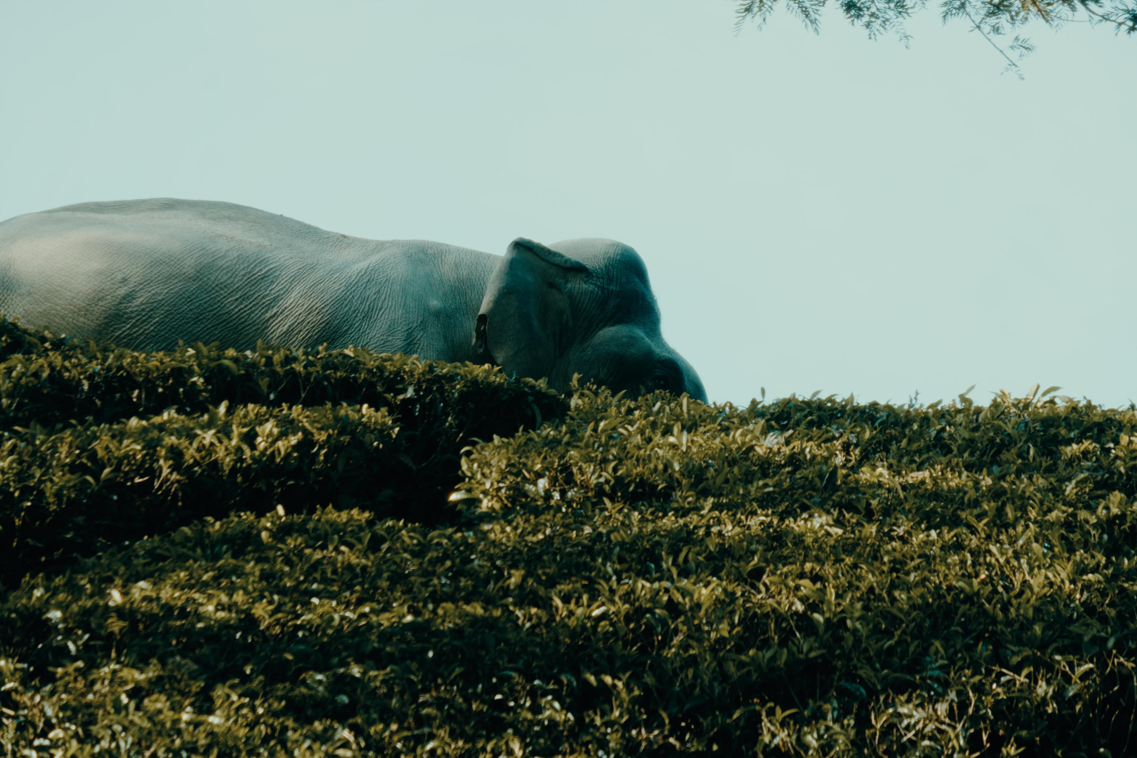 A wild elephant resting low against a hedge of tea bushes