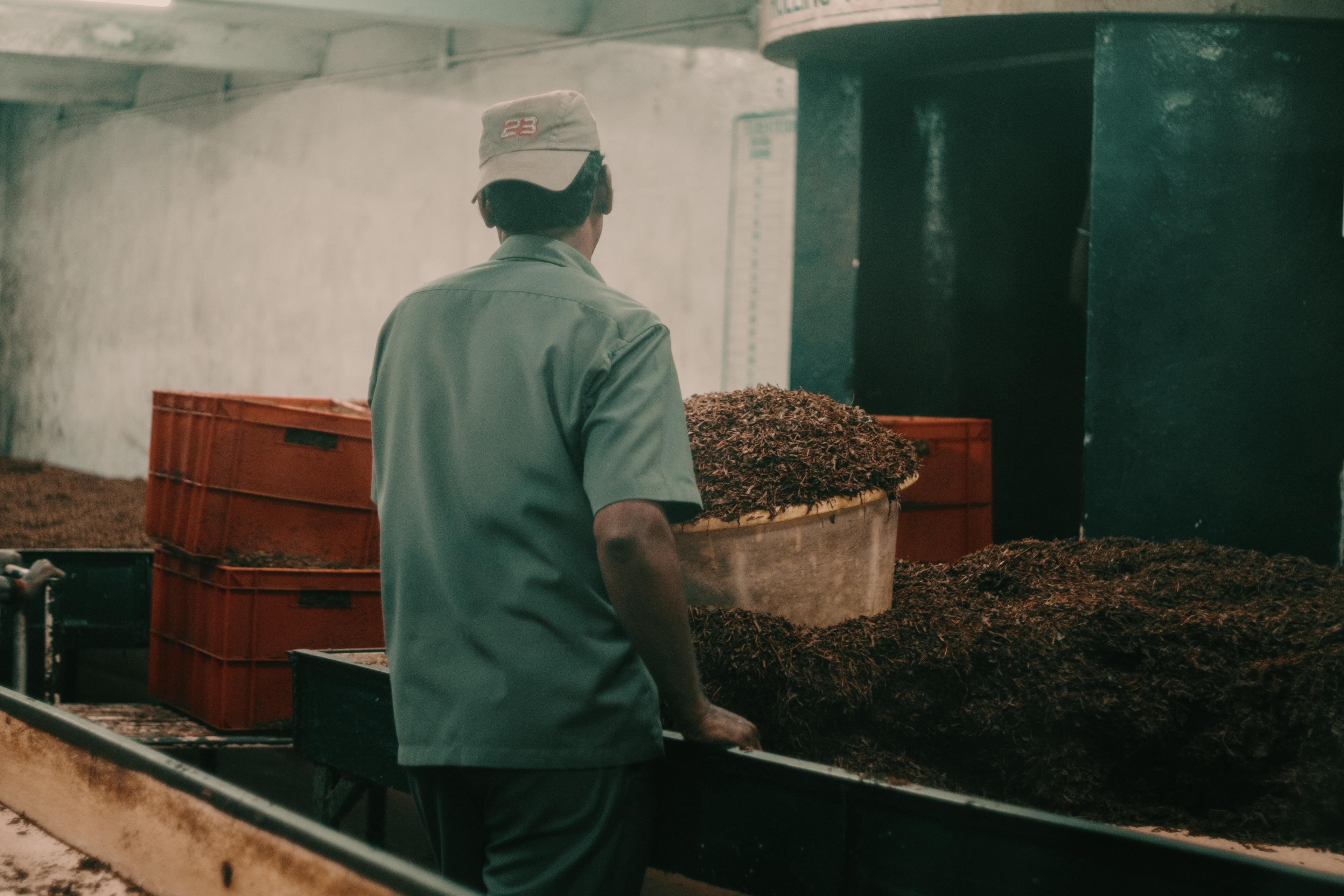 A worker carrying processed tea past stacked crates on the factory floor