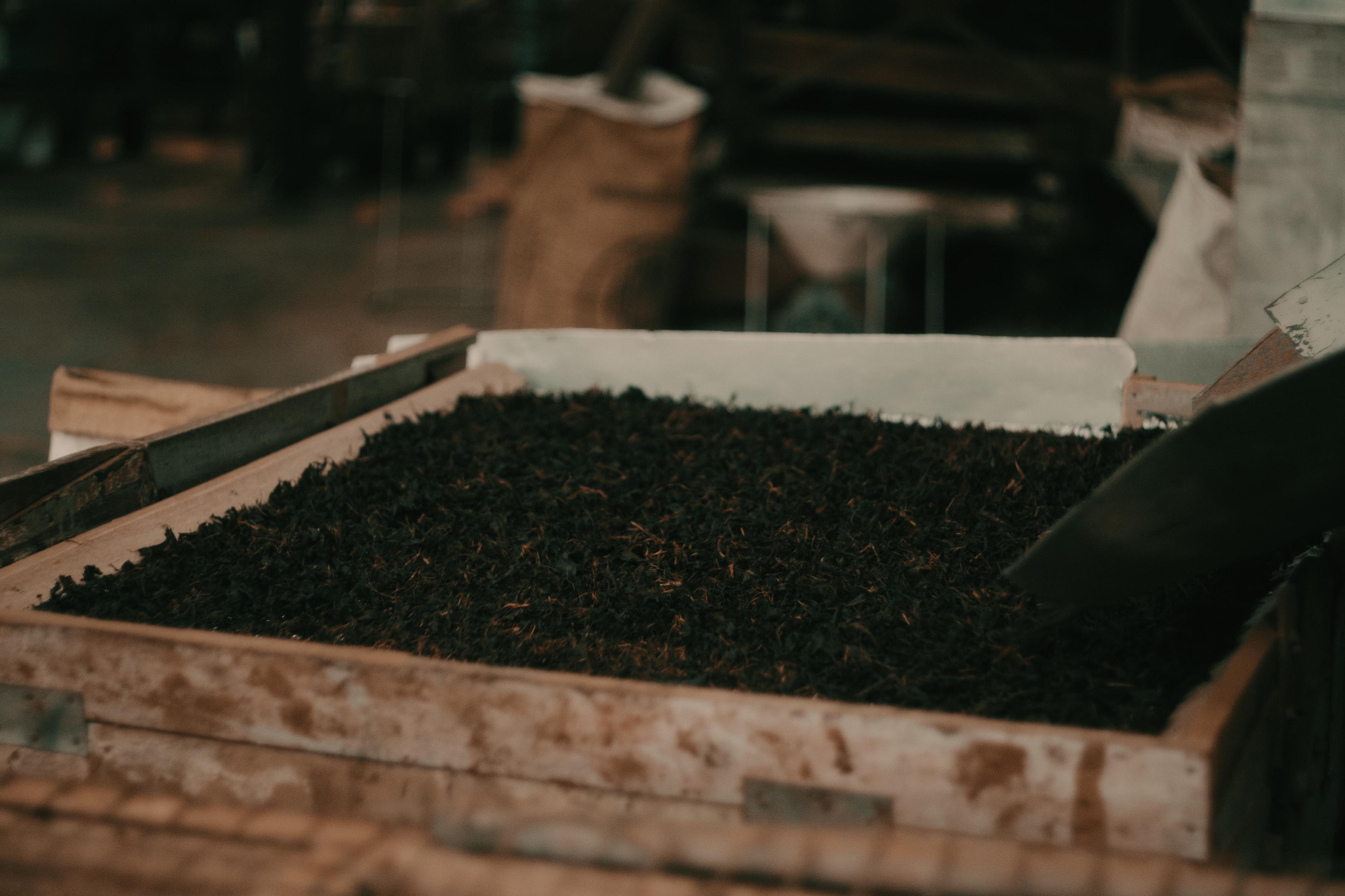 A wooden tray of dark, fermented tea leaves ready for drying