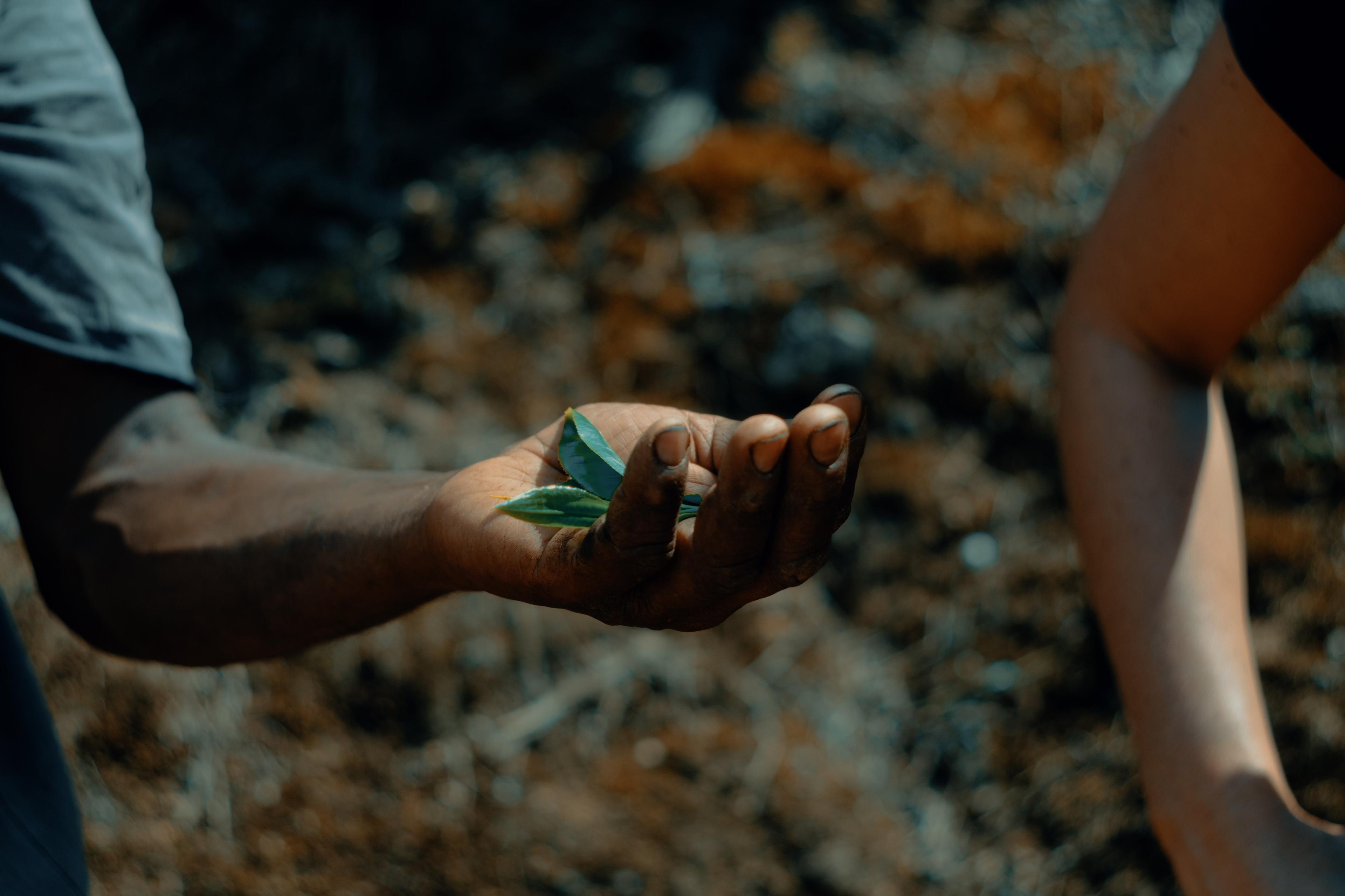A handful of freshly picked tea leaves, held out for inspection