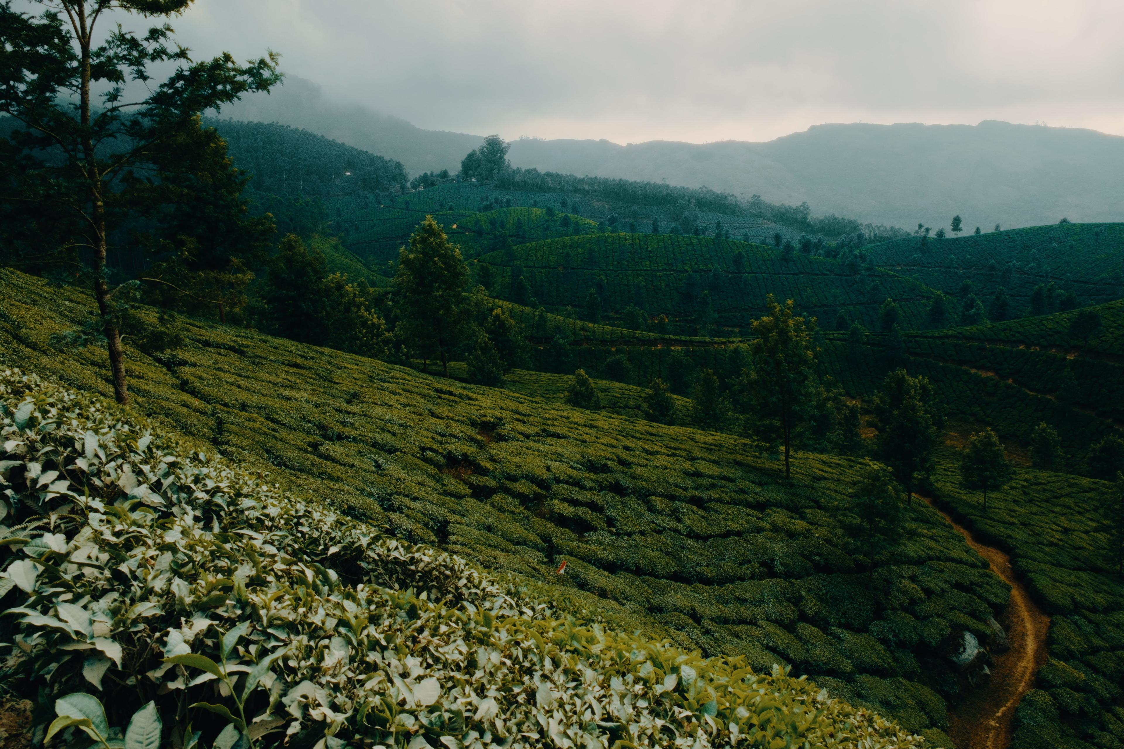 Mist settling over terraced tea slopes at the edge of the forest