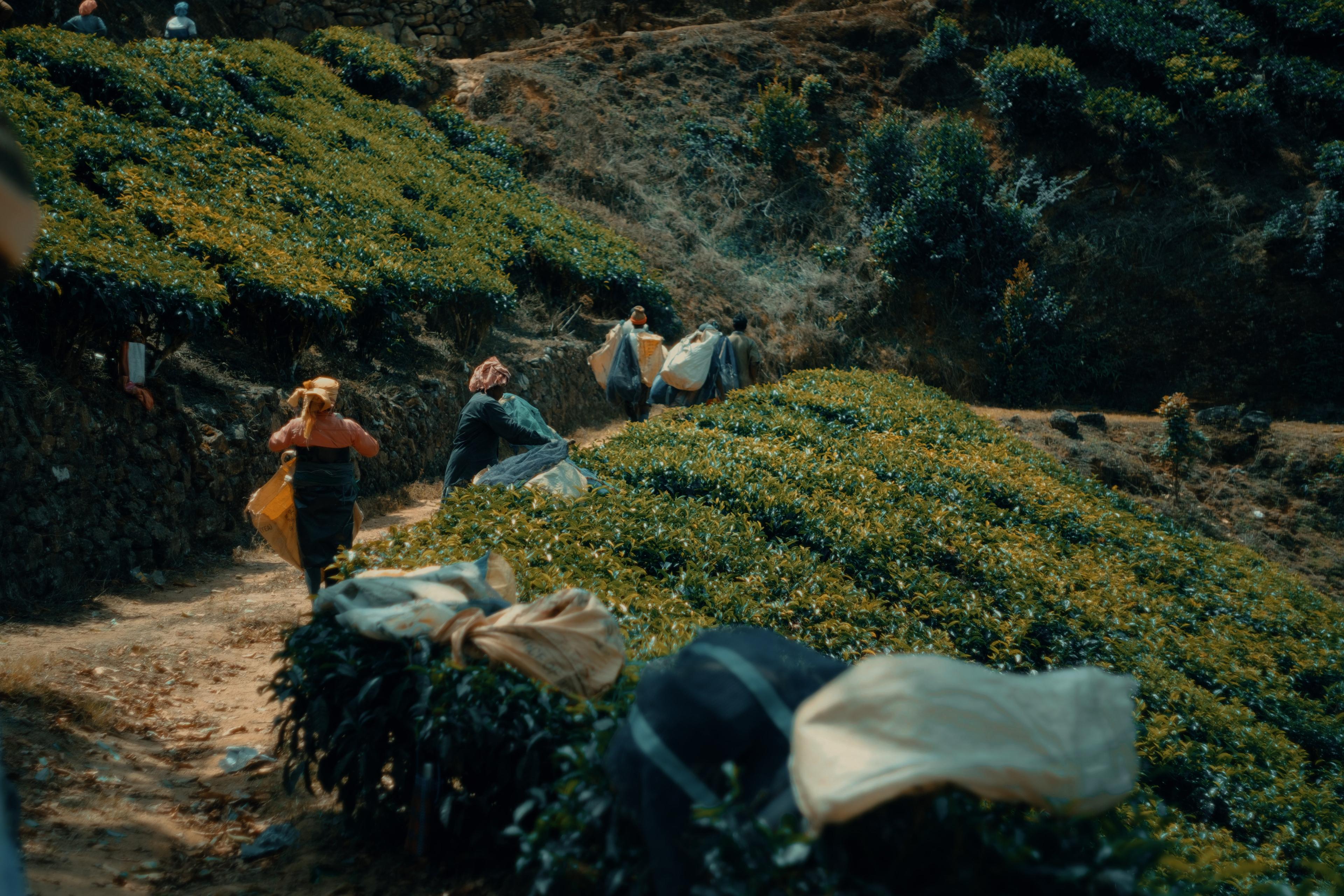 Pickers further along the same path, sacks gathered at a bend