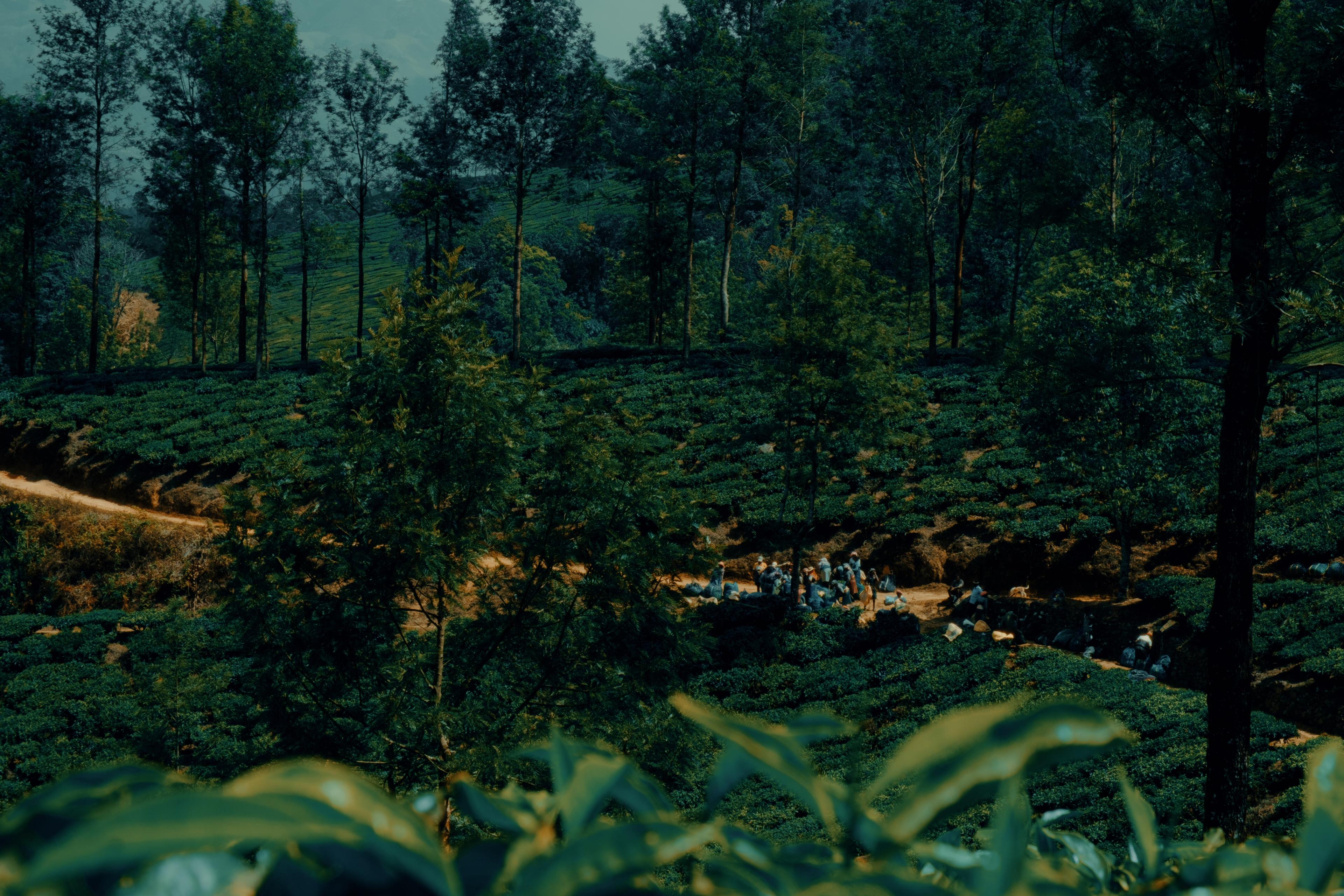 Workers and full sacks along a dirt path cut through the tea rows