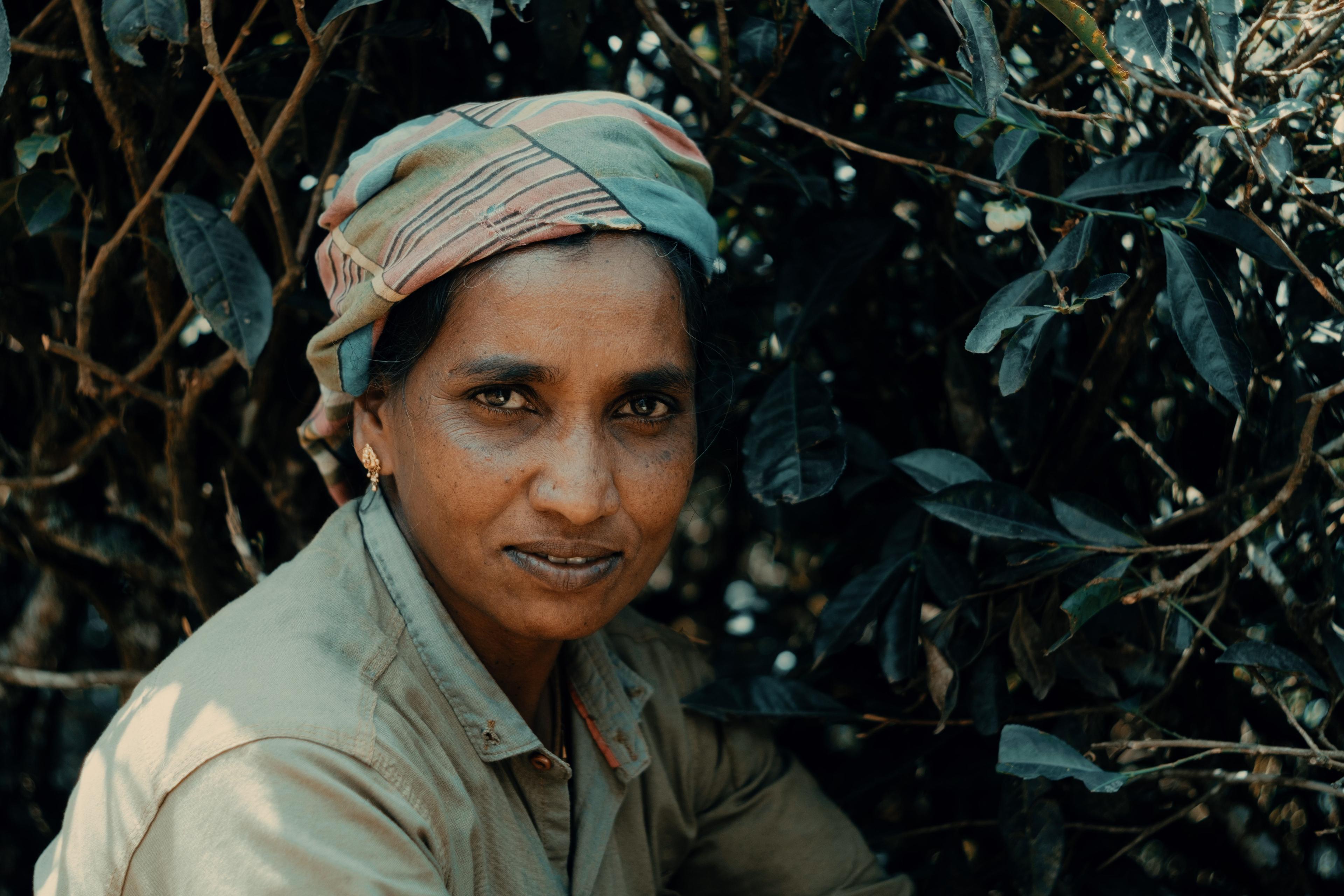 A picker's portrait framed by dark tea-bush branches