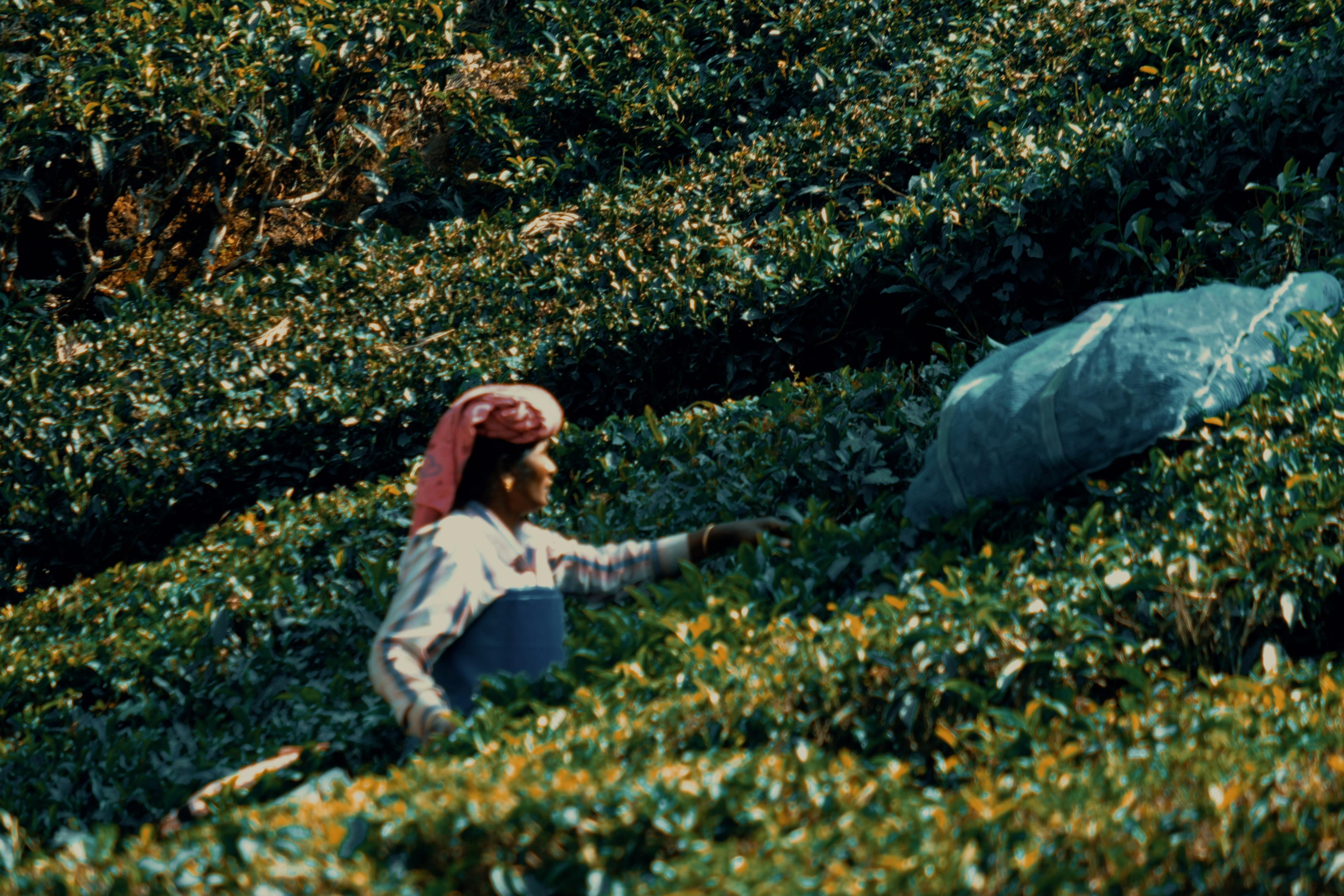 A picker in a red headscarf reaching into the tea bushes, woven collection sacks beside her