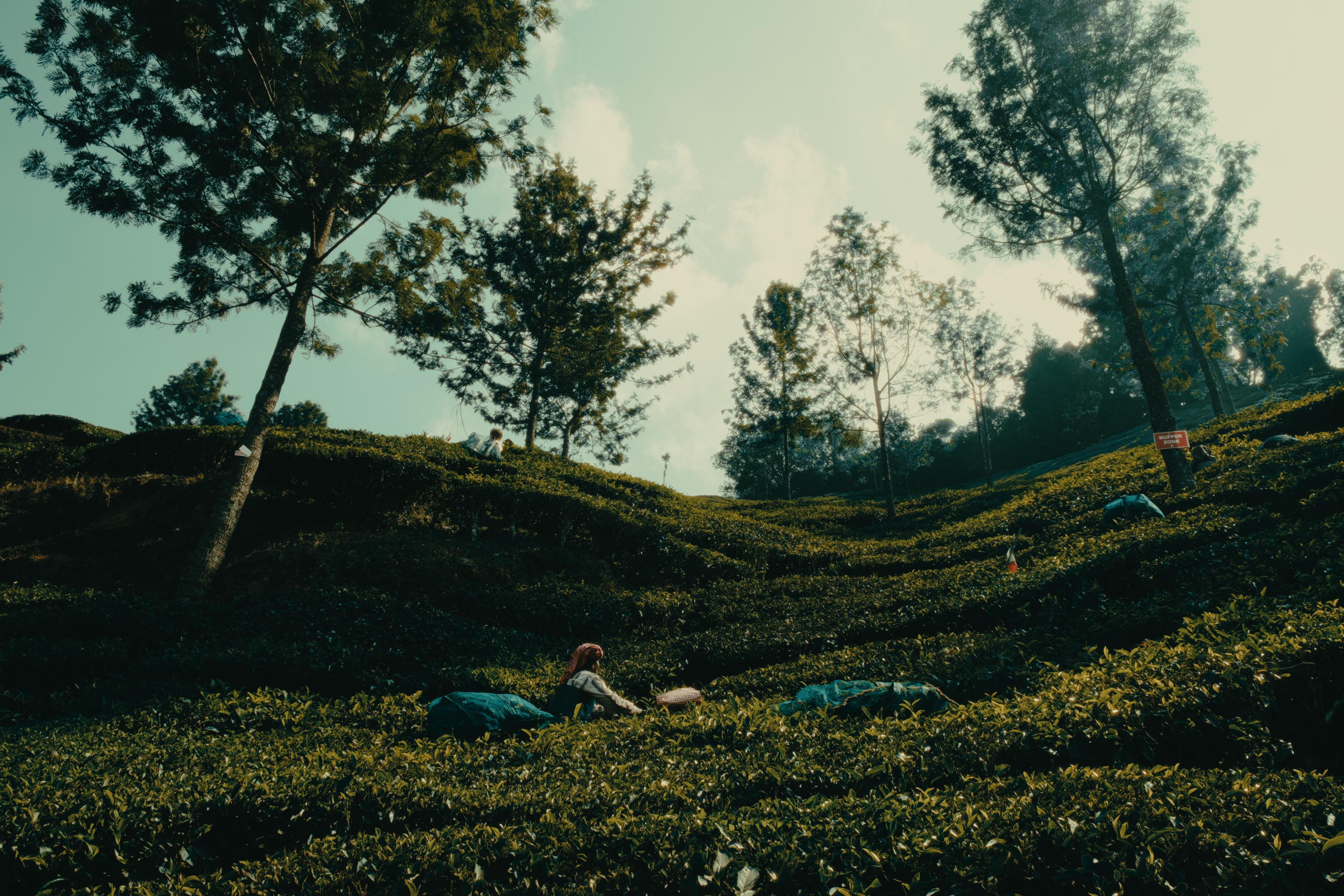 A tea picker in a red headscarf working a hillside row, tall trees and a pale sky above