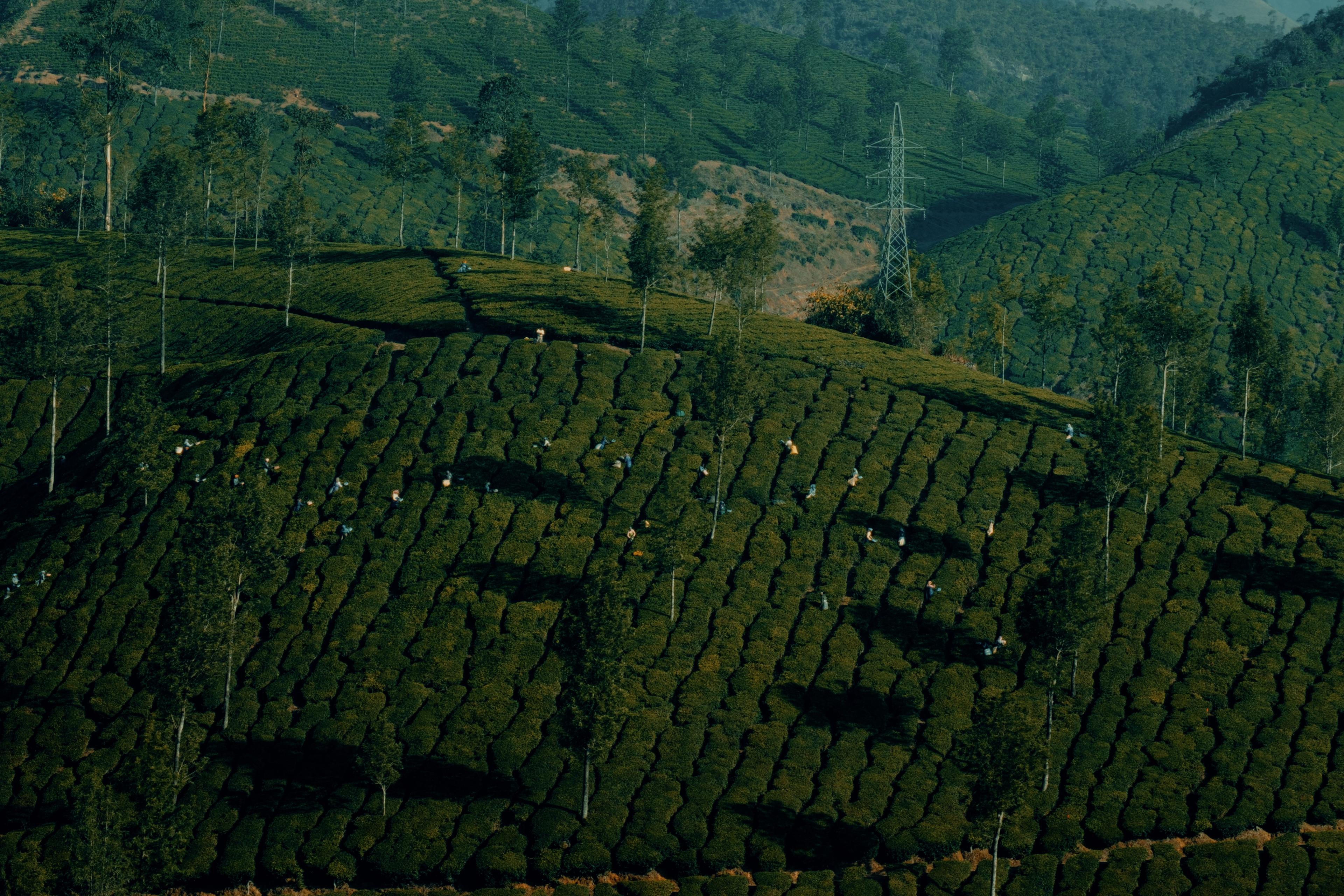 Pickers scattered across a terraced hillside, a transmission tower on the ridge behind them