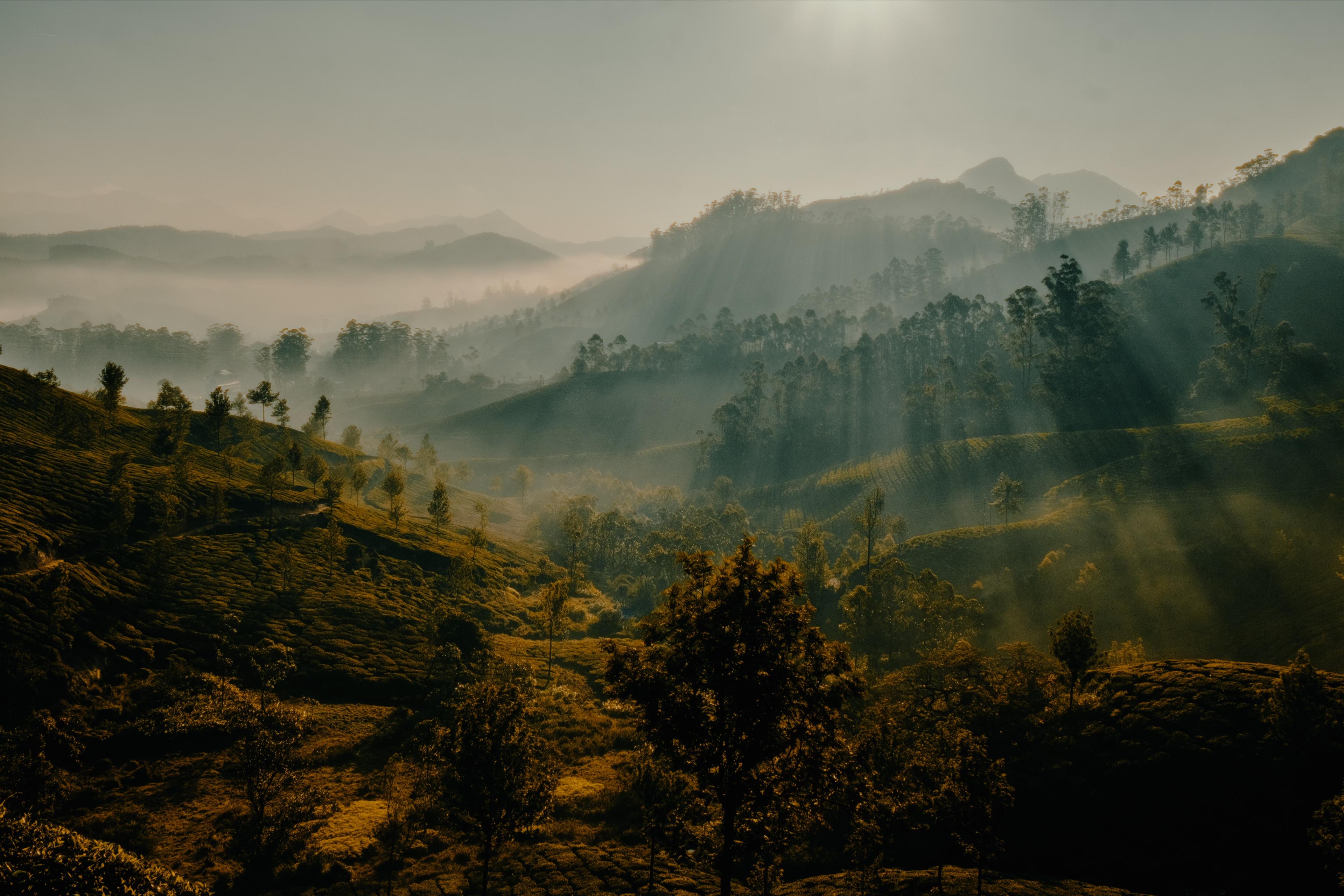 Sunbeams breaking through mist over the ridgelines above the plantation