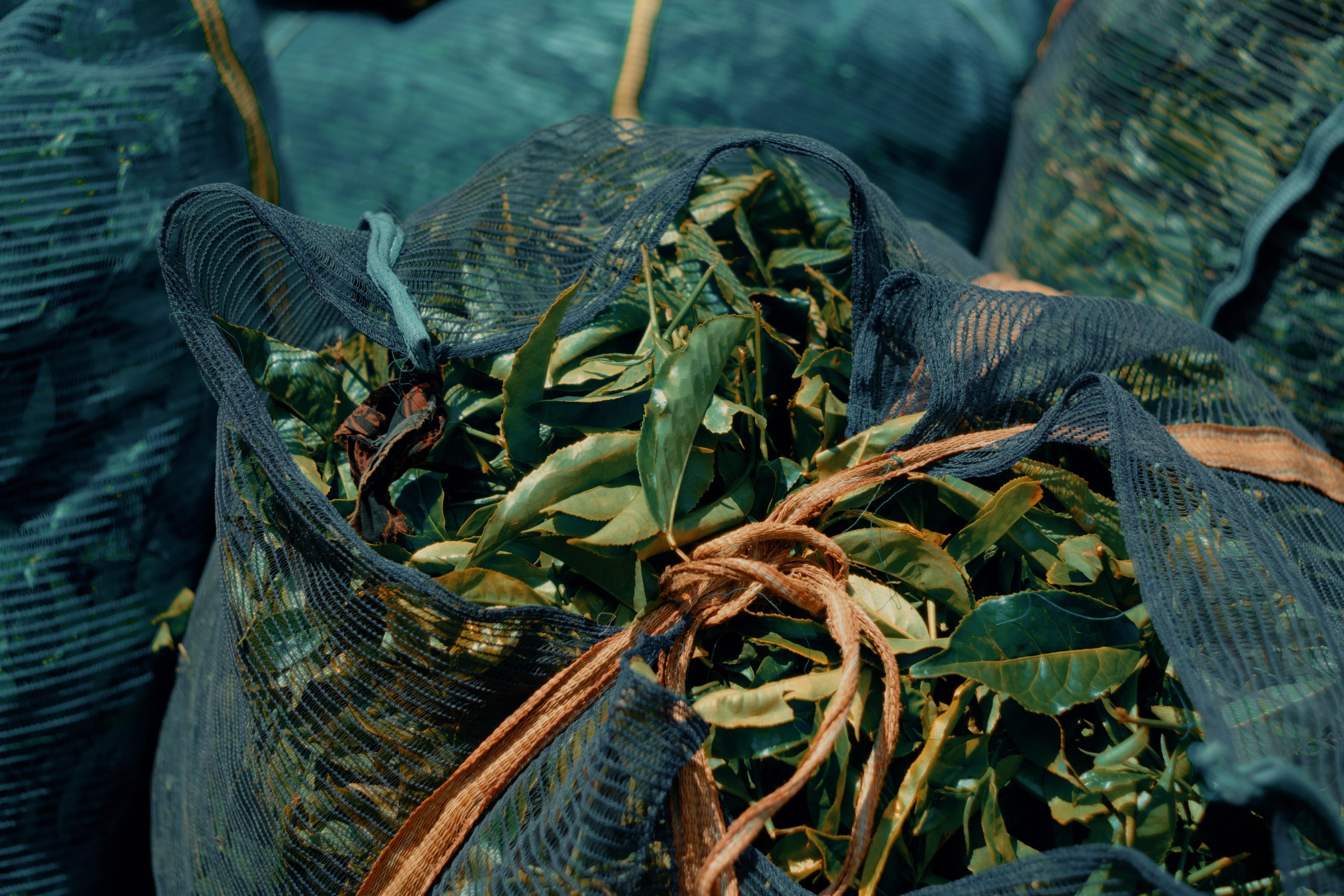 Close-up of tea leaves inside a tied mesh collection sack