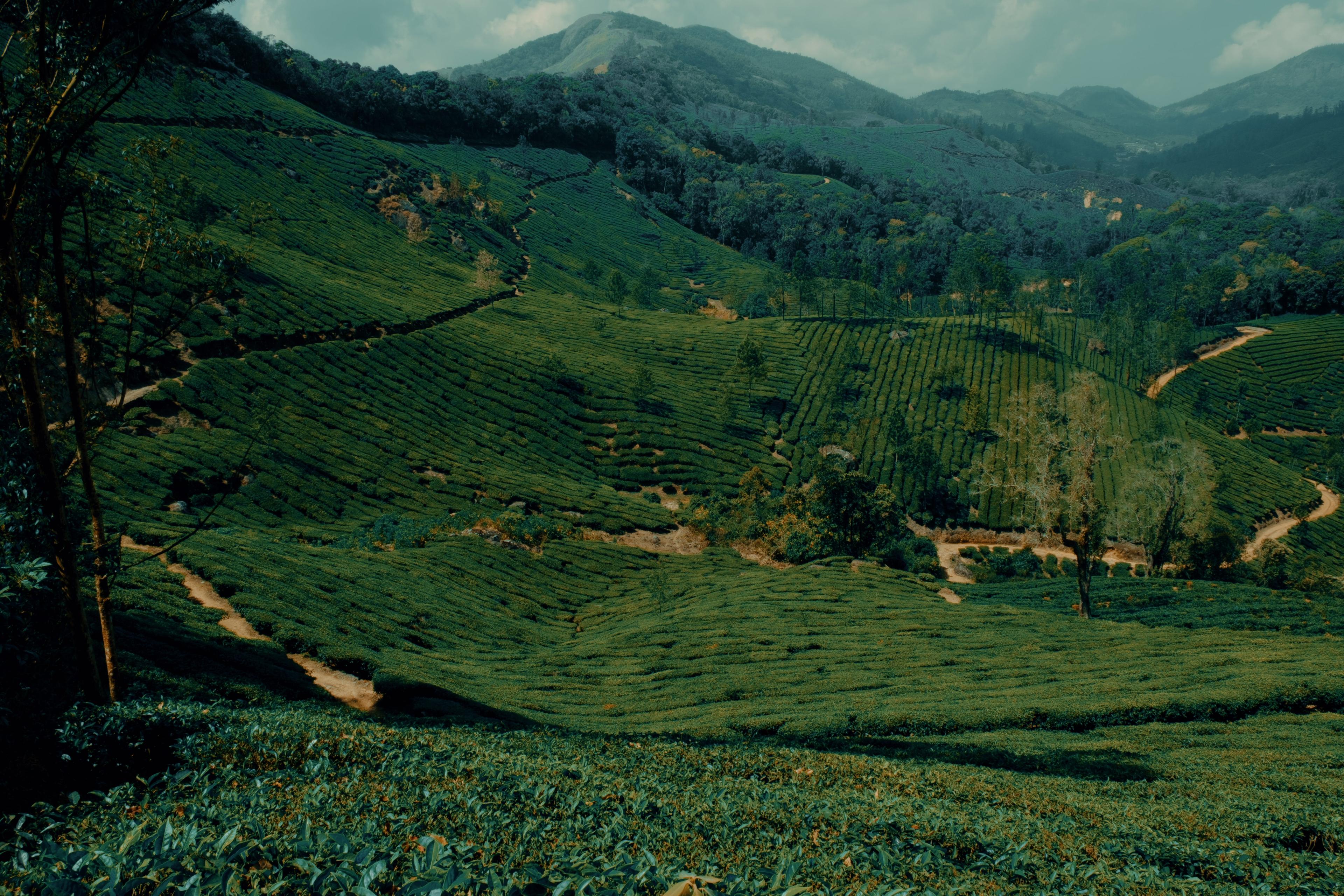 Layered tea terraces under a heavy afternoon sky