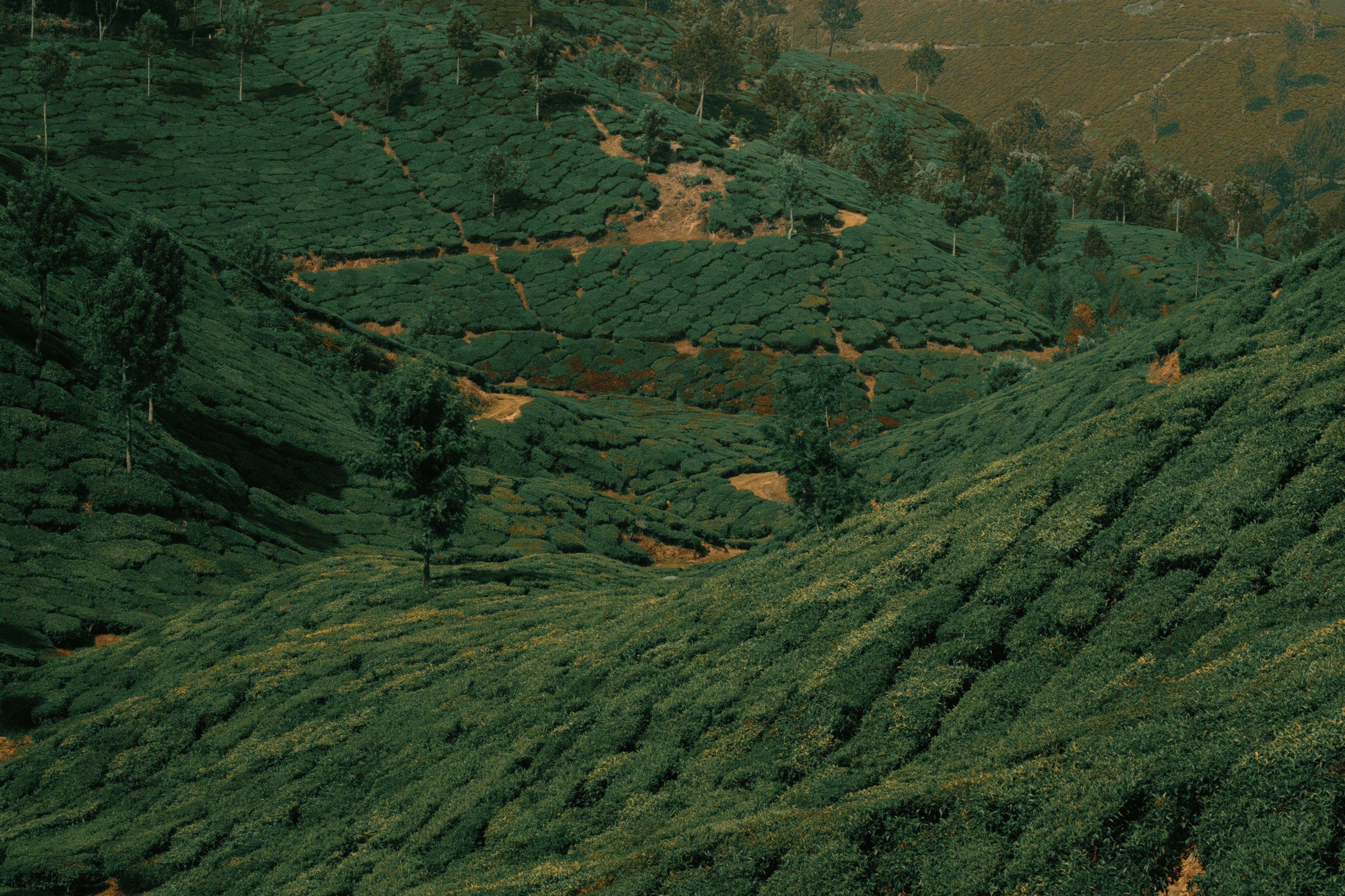 Terraced tea rows folding across a valley, seen from an elevated vantage