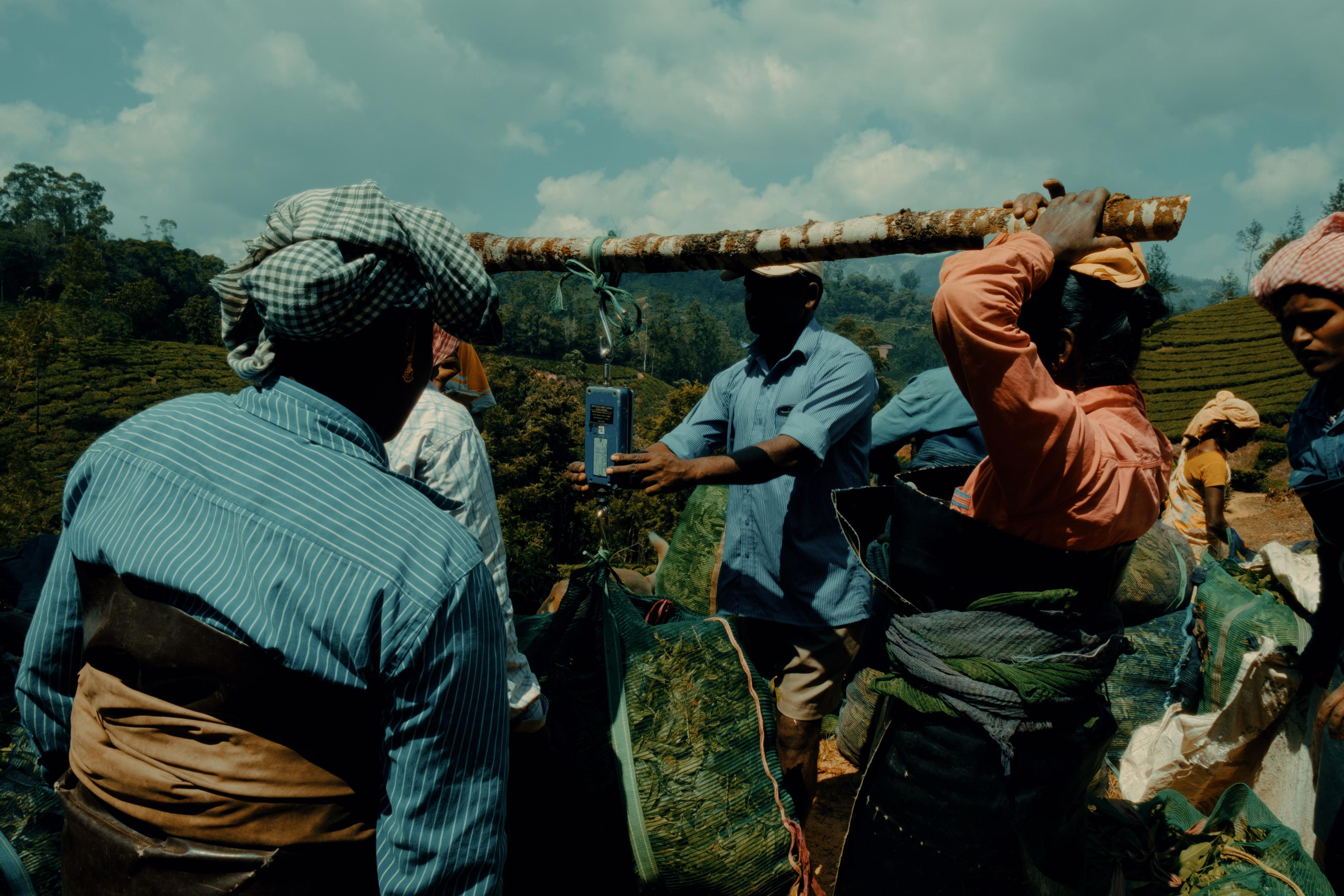 A worker's hands steadying the hanging scale as the tea is weighed